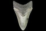 Serrated, Fossil Megalodon Tooth - Georgia #108863-1